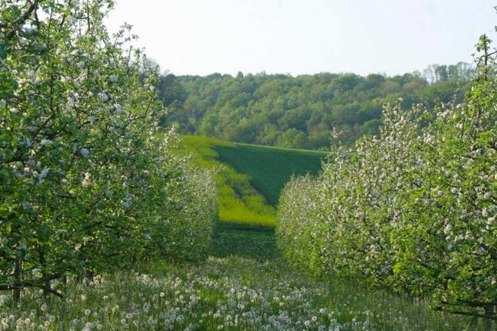 Alkoholi (Marc du Jura) on pehmeää ja juuri oikealla hetkellä keskeyte&y käyminen saa aikaan hienot, puhtaat aromit (kvi&eniä, uuniomenaa, kuiva&ua luumua).
