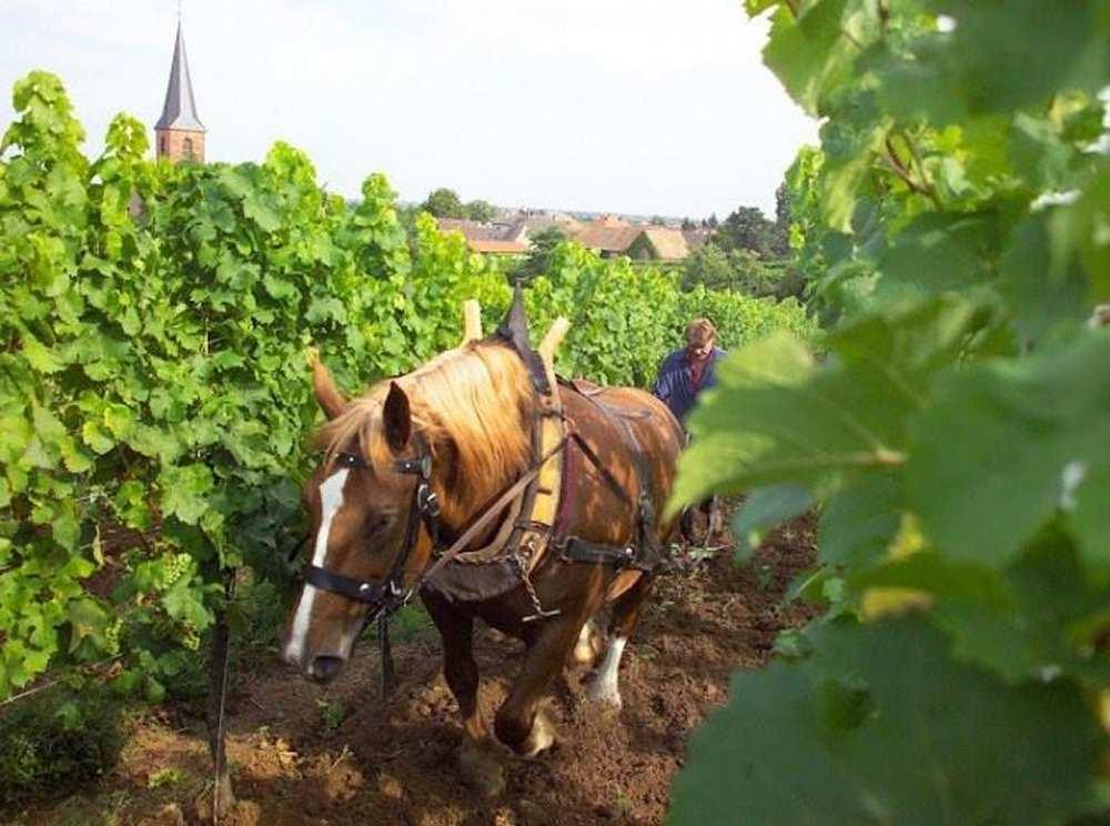 Vin d Autan 2007 AC Gaillac Doux Rypäle: Ondenc Passerillage-viini Tuotenro 2408 29,96 50 cl Mireille ja Pierre Mann Mas des Caprices, Leucate g Grenat 2014 AC Rivesaltes Rypäle: Grenache Noir
