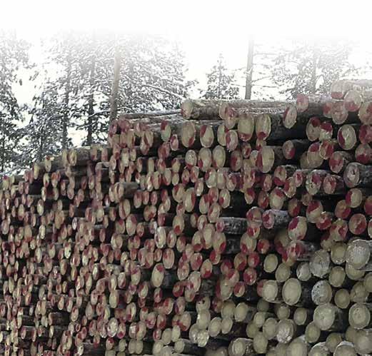 Tällä hetkellä puukaupan kilpailuttaminen ja parhaan ostajan etsiminen kannattaa, sillä ostajilla voi olla keskenään merkittäviä hintaeroja.