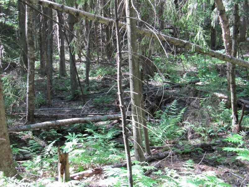 6. Suojele säästä Kuten polun varrella olet huomannut, metsien hoidolla ja käytöllä on suuri rooli ilmastonmuutoksen torjunnassa ja metsät antavat taloudellisen tuoton.