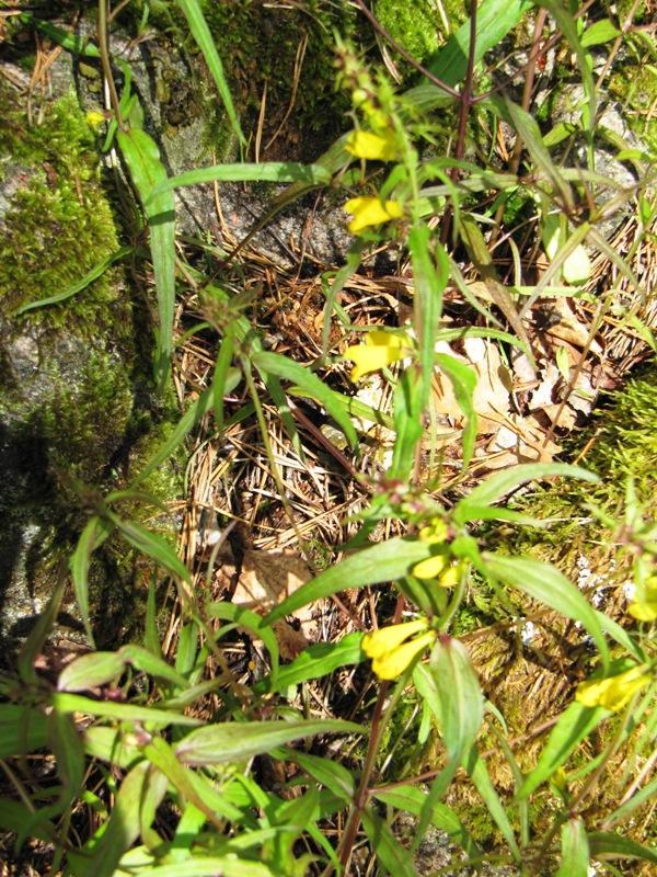 Metsäpolku on toteutettu Metsänhoitoyhdistys Päijät-Hämeen toimesta.