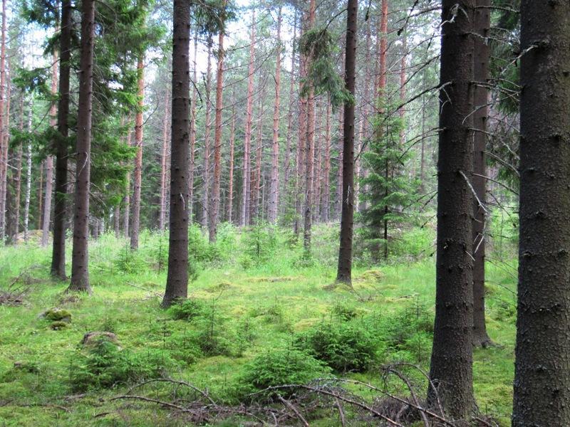 1. Metsät tarvitsevat hoitoa Talousmetsien hoidossa siirryttiin 1900-luvun kuluessa metsänkasvatukseen, jossa metsän kasvatus jakautuu kiertoaikoihin.