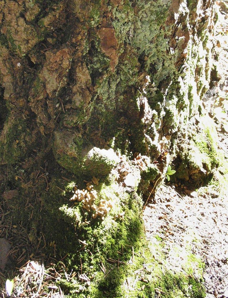 7 Lähteet: 1 Pirkanmaan alueellinen metsäohjelma, Metsähallitus 2 http://www.pirkanmaanvirkistysalueyhdistys.fi/yhdistyksensaannot 3 http://www.suomenluonto.