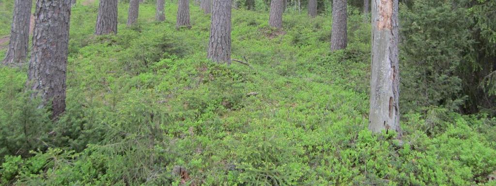 Lammasniemen (6,58 ha) suojelualue on Näsijärven Kukkulanselkään pistävä matala, luonnonkaunis