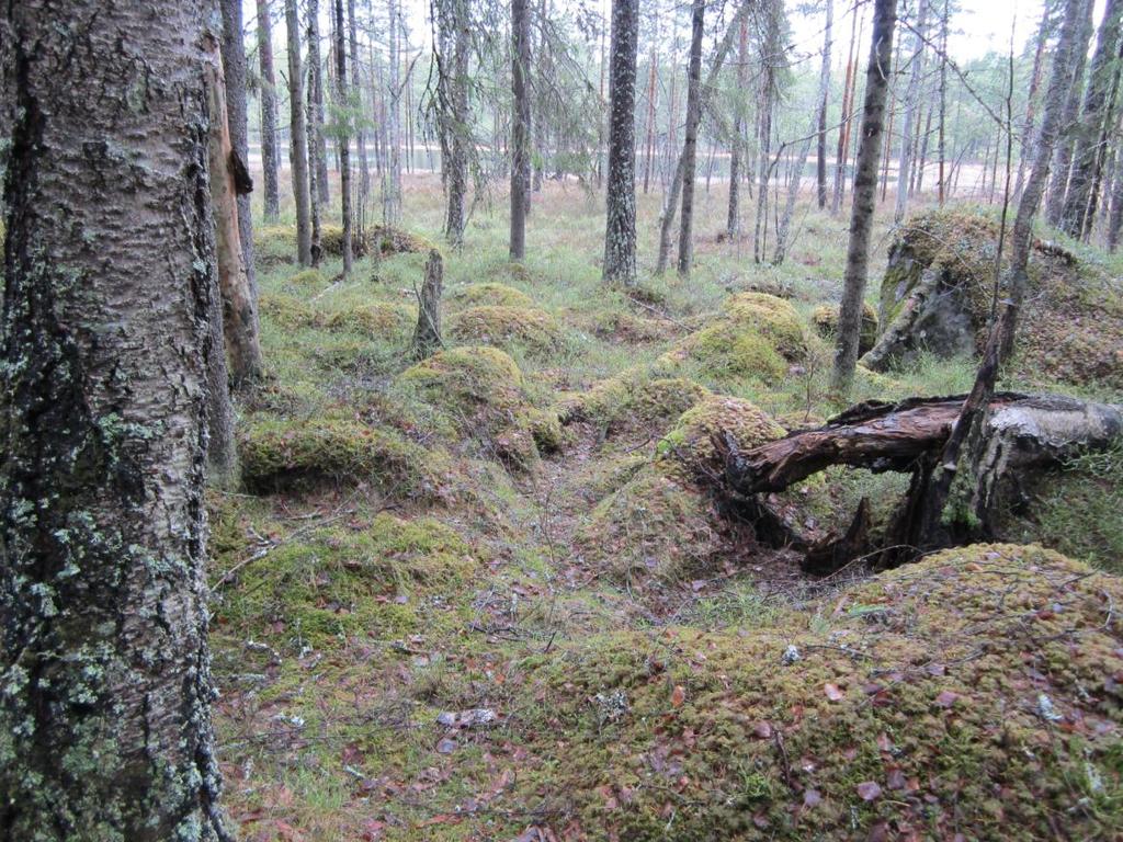 Mustalammi (5,21 ha) on lähellä Nokian rajaa sijaitseva suojelualue, joka koostuu vanhasta metsästä ja erämaalammesta.