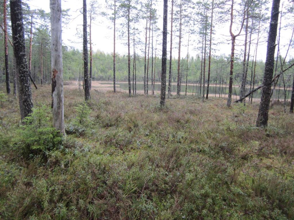 Kuusivaltainen puusto on yli 130- vuotiasta ja Mustalammin ympäröivä männikkö noin 150-vuotiasta. Metsäalue täydentää Nokian puoleisia Natura-alueita ja kuntien rajalla sijaitsevia metsäkohteita.