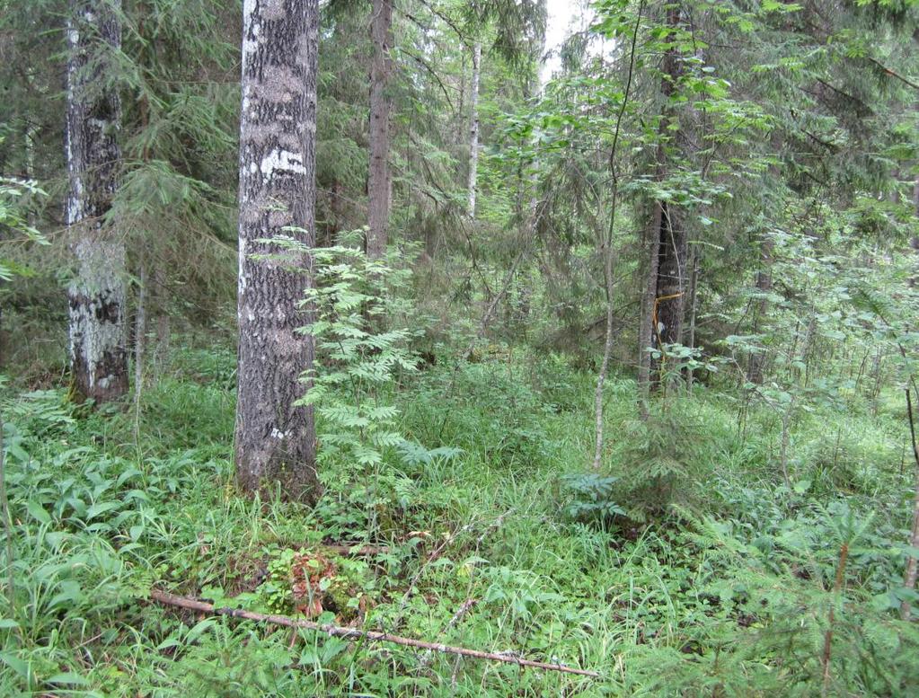 Metsä on lehtomaista kangasmetsää, josta muodostuu aikanaan näyttävä, joskin pieni vanhan metsän alue.