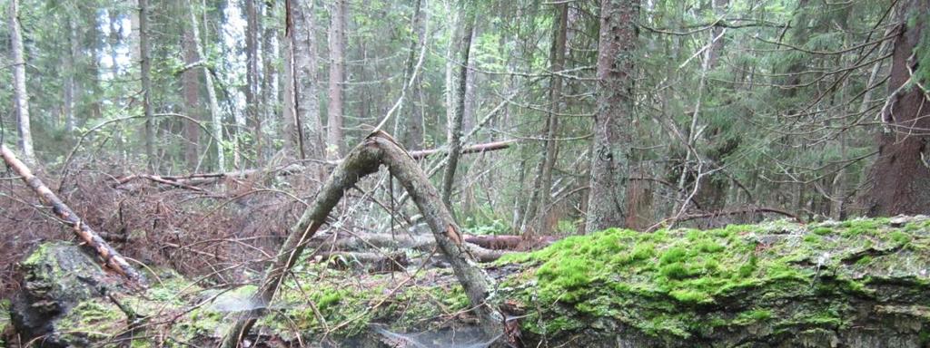 Pikku-Haapajärven metsä (1,8 ha) on Mutalaan, Pikku-Haapajärven etelärannalle sijoittuva vanhan metsän