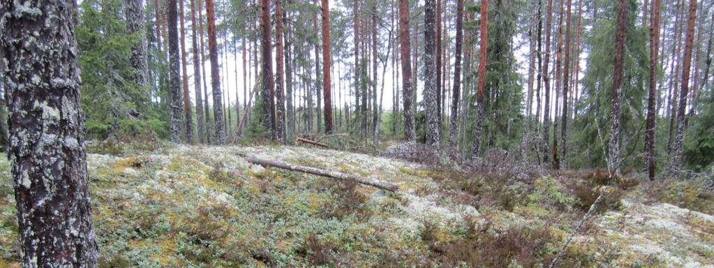 ELY-keskus on aloittanut hoito- ja käyttösuunnitelman laadinnan kartoittamalla mm. järven linnustoa ja hyönteislajistoa. Järven kasvillisuus- ja luontotyyppiselvitys valmistuvat vuoden 2012 aikana.