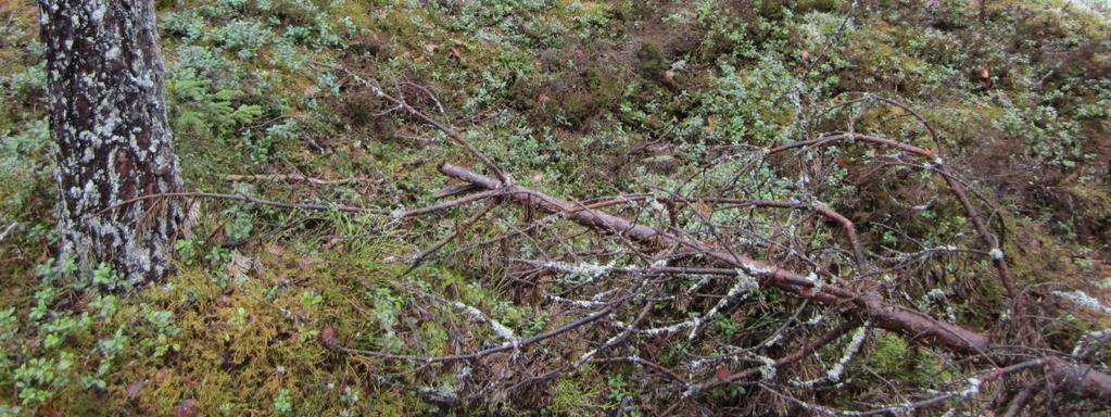 Umpeenkasvavaa Hirvijärveä lintutornista ja Läämännevan viereistä kallioista metsää. Ilvesmäki-Läämännevan metsä (45 ha, Ylöjärvellä n.