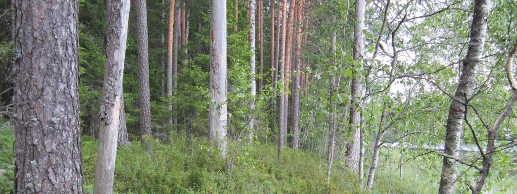 Lymylampi (63 ha, Ylöjärvellä vain 0,2 ha niemenkärki) sijaitsee pääosin Ikaalisten puolella Petäjäjärven