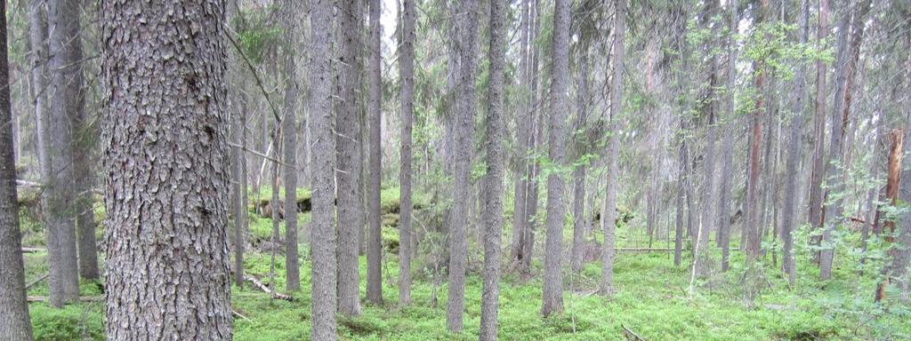 Metsäopiston metsä (8 ha) on Kurun keskustassa sijaitseva vanhan metsän alue, joka kuuluu myös vanhojen