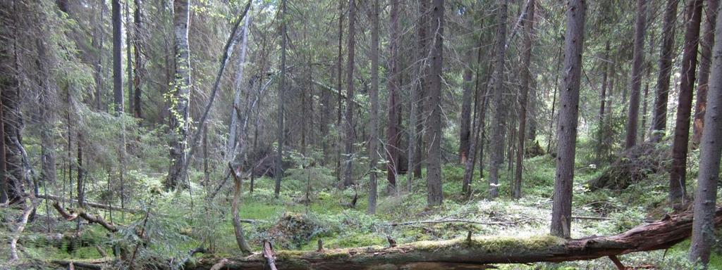 Pienet korpilaikut monipuolistavat metsäaluetta. Kuvat. Metsäopiston metsän tuoretta kangasmetsää ja korpea.