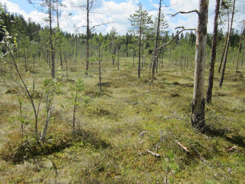 Petäjäjärven (254 ha) alueesta on suojelualueeksi perustettu jo suurin osa ja kohde on kuvattu osiossa valtion