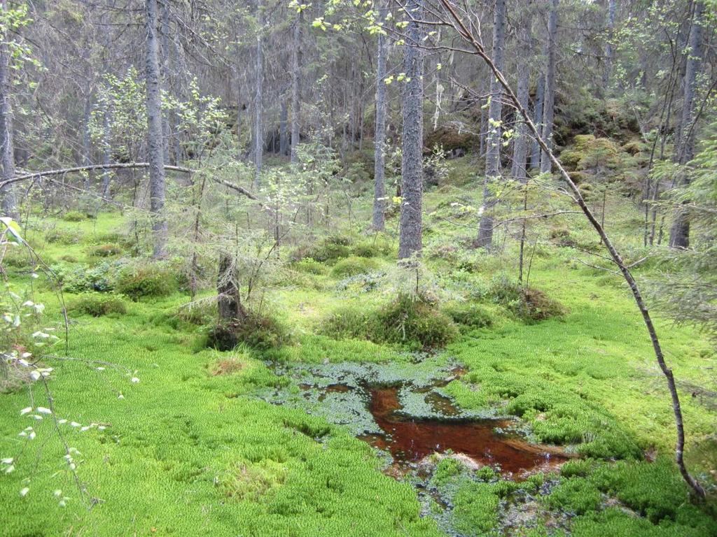 Pikku-Suolijärven alue (Naturassa 137 ha / 197,5 ha) sijoittuu Kaidankylän eteläpuolelle ja on edustava vanhojen