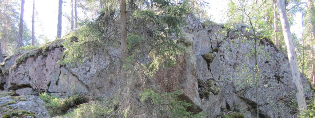 31 jyrkänteiltä on tavattu myös pahtanurmikkaa (Poa glauca), joka on tunturiseudun heinäkasvi ja joka kasvanee Etelä-Suomessa jääkauden reliktinä. Kuvat.