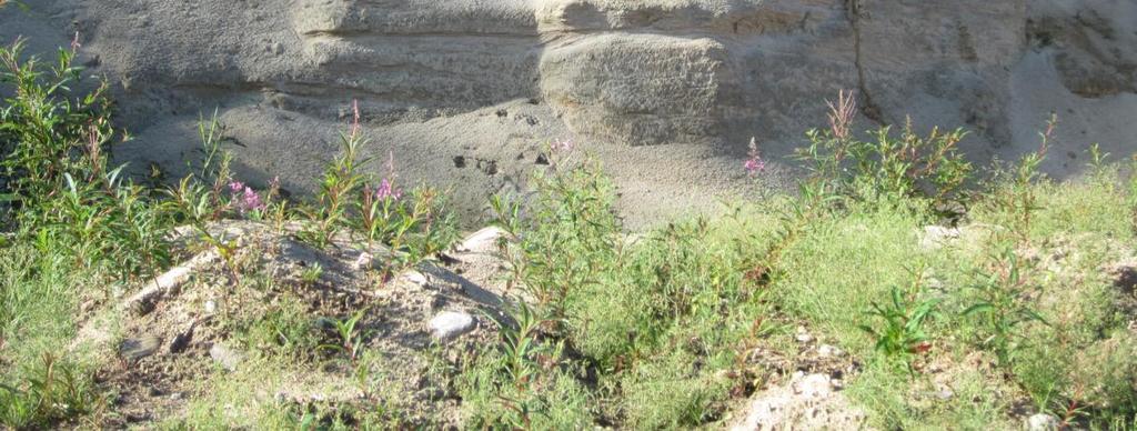 Keltavästäräkki (Motacilla flava) viihtyy erityisesti soilla ja niittyrannoilla (mm.
