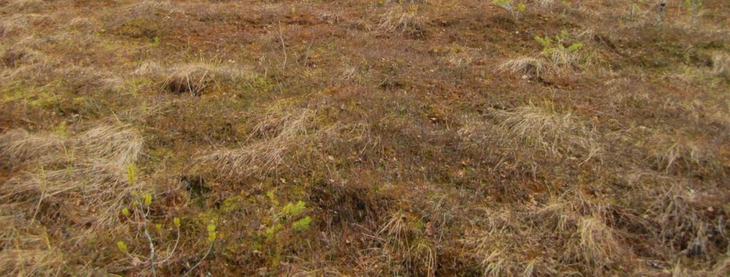 Petäjäjärven alue on Ylöjärven luonnontilaisin, laajempi vanhan metsän alue ja sieltä löytyy paljon aarniometsän jäkäliä ja vanhan metsän hyönteislajeja.