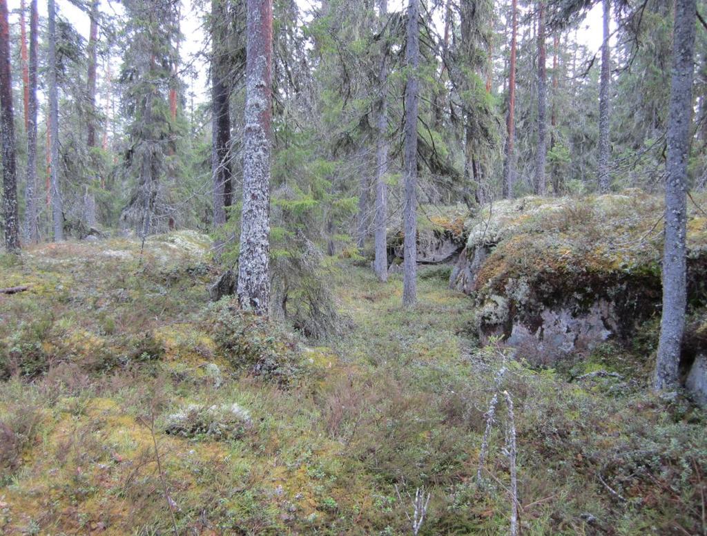 Pirkanmaan arvokkaat kallioalueet selvityksessä Pitämävuoren alue on luokiteltu paikallisesti merkittäväksi, sillä vanhan metsän ohella