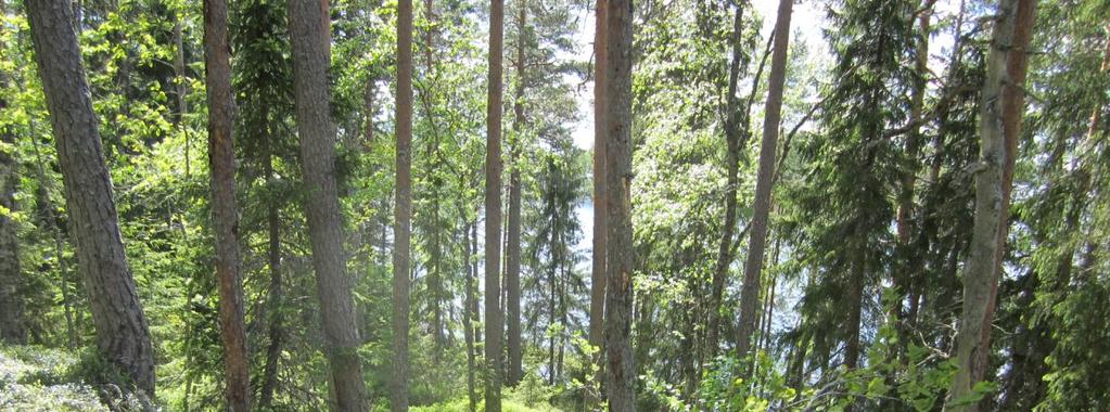 Pitämävuoren vanhaa metsää. Raattaniemi-Vekaraniemi (88,45 ha) sijaitsee Länsi-Aureessa Aurejärven eteläosissa.