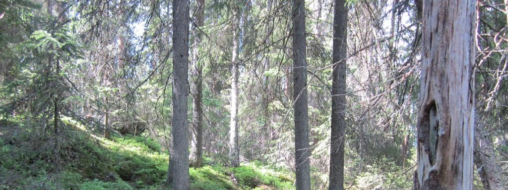 Luontodirektiivin luontotyypeistä Raattaniemi-Vekaraniemen alueella tavataan mm.