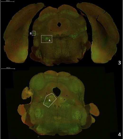 8 Kuva 4: Hiiren aivoalueiden sijainnit 3) Etäisyys bregmasta -4,60 mm A) PPT, B) PBG; 4) Etäisyys bregmasta -4,96 mm A) LDT Pedunculopontinine tegmental nucleus (PPT) koostuu pääasiallisesti