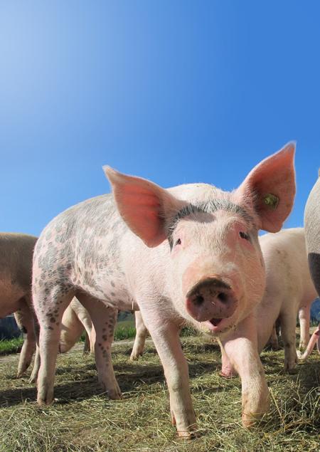 Sianliha ja sianlihatuotteet Elintarviketurvallisuus, eläinten hyvinvointi ja terveys Salmonella vapaus, mikrobilääkkeiden käyttö (mm.antibiootit), hännän purenta.