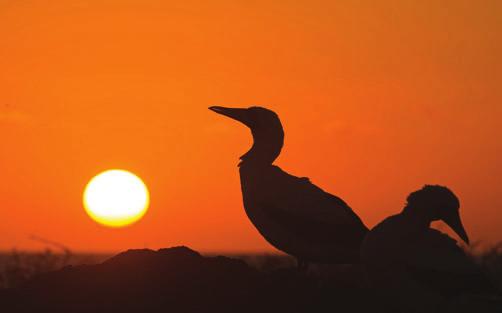 Su 5.11.2017. Galapagos, South Plaza ja Santa Fe (A,L,P) Aamun sarastaessa merileijonien kutsuhuudot kantautuvat jo aluksellemme ennen aamiaista.