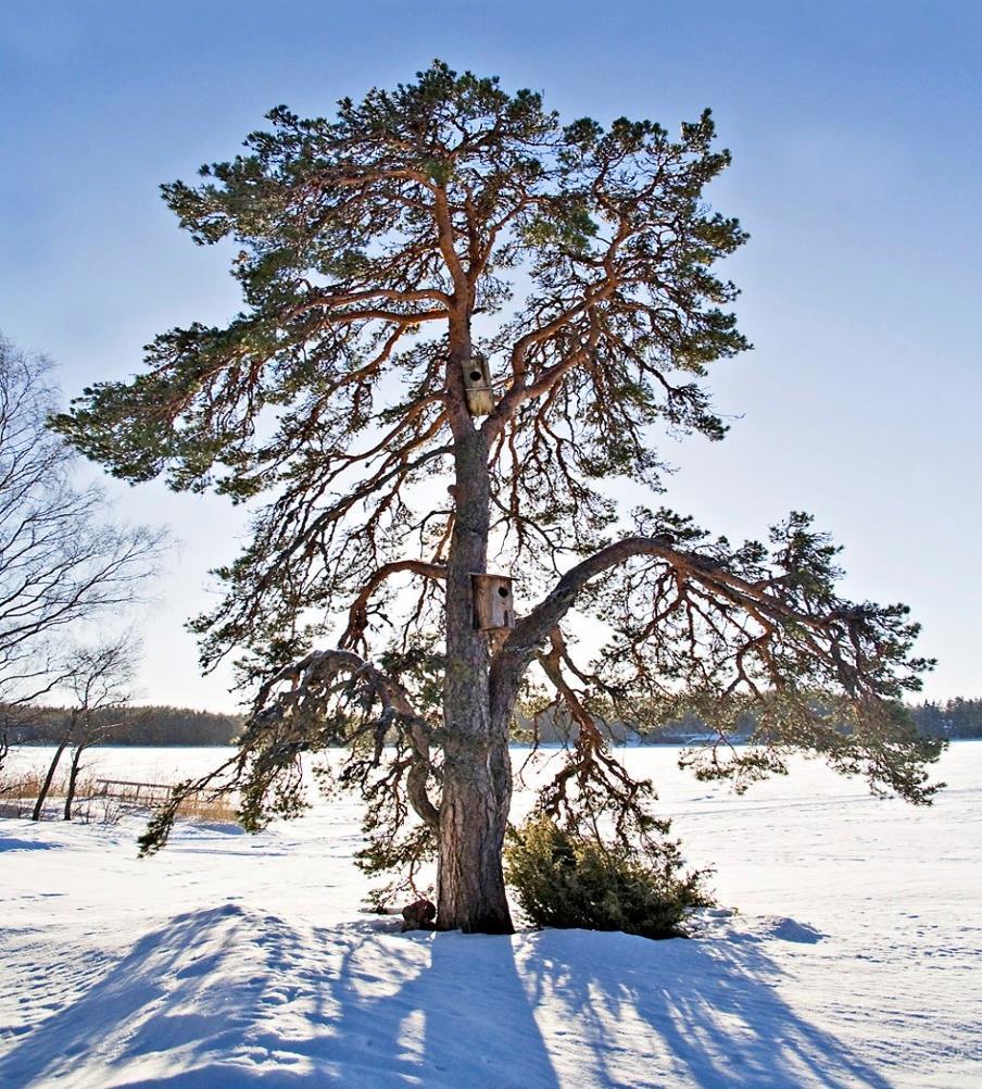 ELINVOIMAINEN VAKKA-SUOMI Paikallisuuden