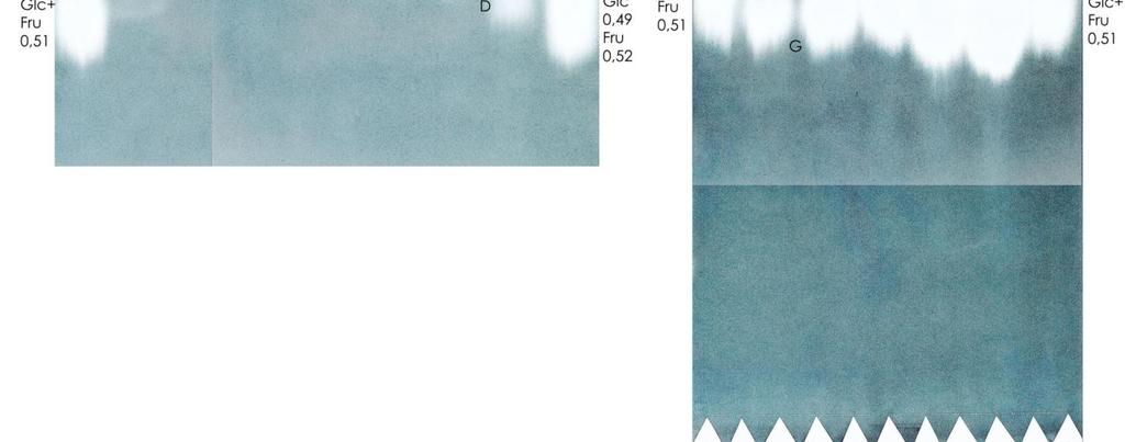 Paperikromatografian uusinta etyyliasetattiuutetuille fraktioille Ensimmäisessä uutetun näytteen paperikromatografiassa (kuva 3.