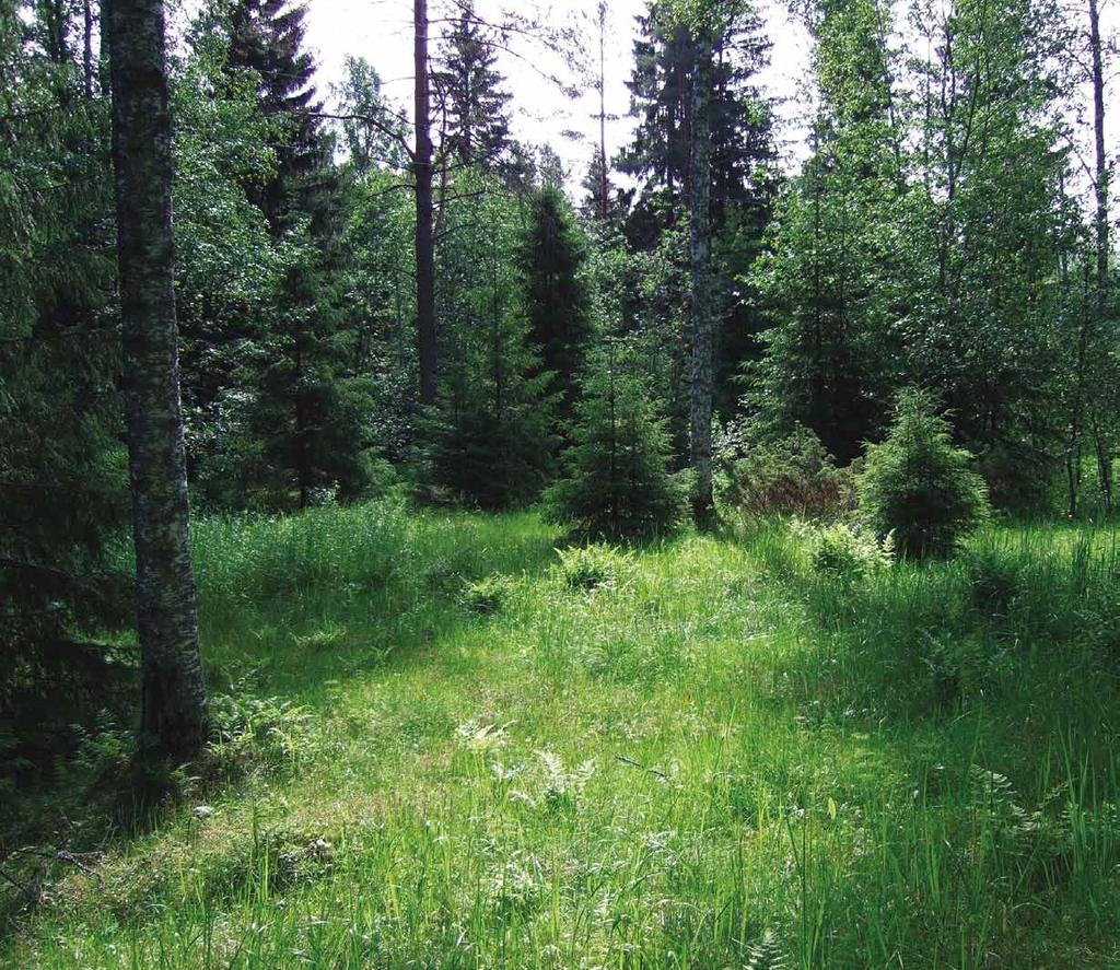 9. Perinnebiotooppi: metsälaidun Kuvaus: Kuuskosken tilan lähellä on metsälaidun, jota hoidetaan perinnebiotooppien hoidon erityistuella. Laidunalue rajoittuu metsään, peltoihin ja Ristajokeen.