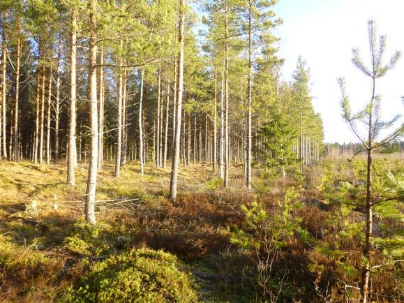 Tarvasjoen Tyllin itäosan alueen