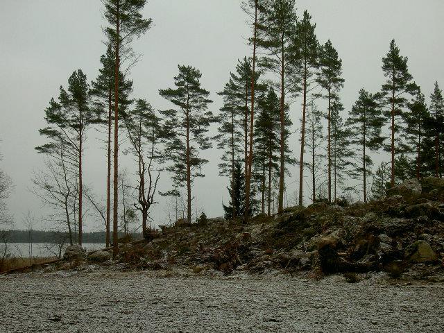 Näissä kohteissa ei ole enää liito-oravalle soveltuvaa puustoa jäljellä. Kuvat 5. ja 6.
