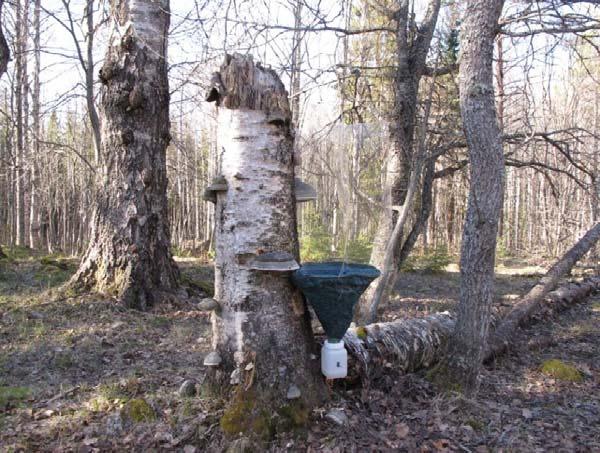 * Kartoitustehokkuus: Yleisarvio kartoitustehokkuudesta suojelukohteittain (=suojelualueittain) (tarvittaessa eliöryhmille sovellettavin erillisohjein): 1 kokonaisuudessaan erittäin hyvin kartoitettu