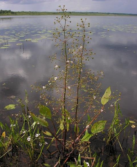 kaikentyyppisissä vesissä kasvavia