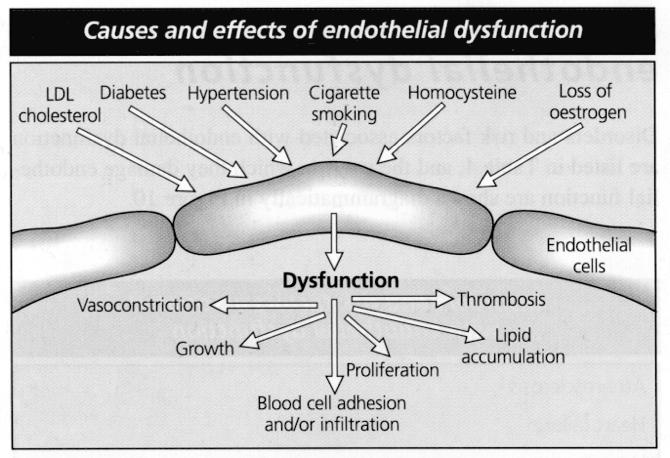 Kuinka endoteelin dysfunktiota voidaan mitata?