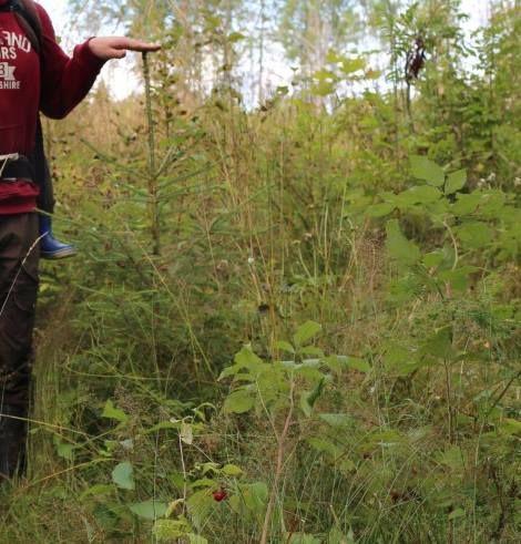 Jaksollinen vai jatkuva kasvatus? Jaksollinen kasvatus = Metsä uudistetaan uudistusvaiheella Jatkuva kasvatus = Metsä jatkuvasti peitteisenä.