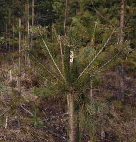 Mänty Karumpien maiden vaihtoehto Mänty kasvaa kaikissa kasvupaikoissa