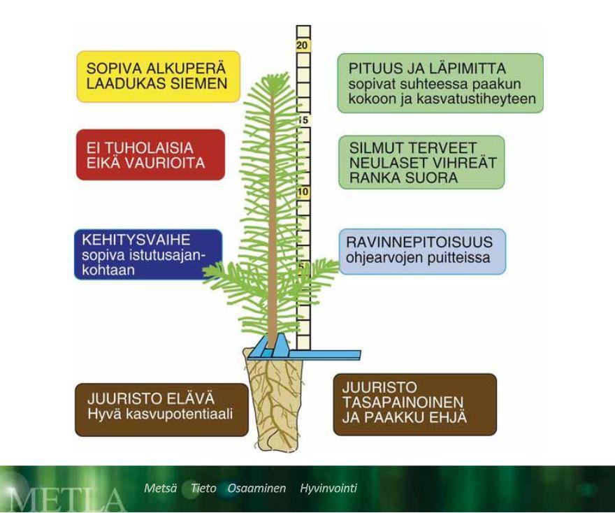 Hyvän taimen tunnusmerkit Mitä istuttajan on hyvä tietää