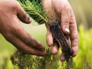 Metsäbiomassojen tuotannon kestävyys Komission esityksen mukaan metsäbiomassan tuotannon kestävyys voidaan todentaa maatasolla (country) Maatasolla edellytetään tiettyjen järjestelmien,