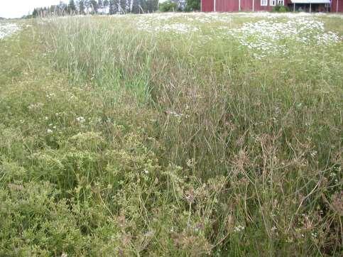 siemenrikkakasvit torjuttu onnistuneesti etualan ruuduilta