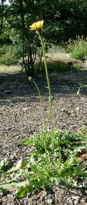 Serpentiniitti on kasvualustana monille kasveille ylivoimainen, siinä on myrkyllisiä raskasmetalleja ja paljon magnesiumia, mutta vain niukasti kalkkia.
