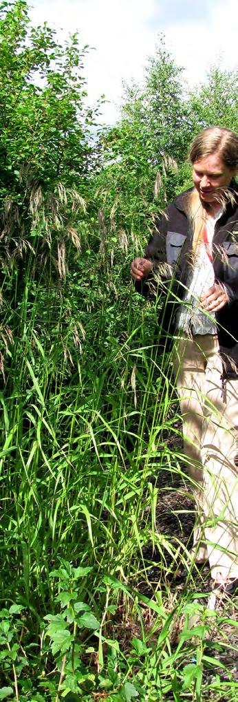 serpentinicola) jää niissä 5 15 cm:n korkuiseksi, hoikaksi ja kapealehtiseksi. Ruusukelehdet ovat jopa neulasmaiset.