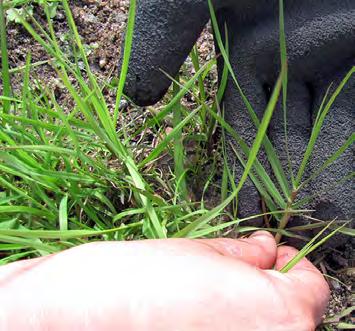 1 Hietikkosara aggressiivinen leviäjä puutarhassa Silmälläpidettävä hietikkosara (Carex arenaria) esiintyy harvinaisiksi käyneillä rantadyyneillä, joilla jää ja tuulen mukana liikkuva hiekka pitävät