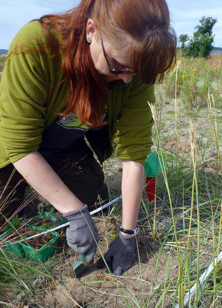 48 49 4.4.6 Perämerenmarunan avustettu leviäminen Perämerenmaruna (Artemisia campestris subsp.