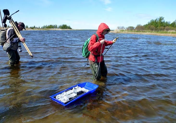 Vanakelton siementen kypsymisen ajankohta vaihteli siten neljän havaintovuoden aikana lähes kuukaudella. 1.7.3.