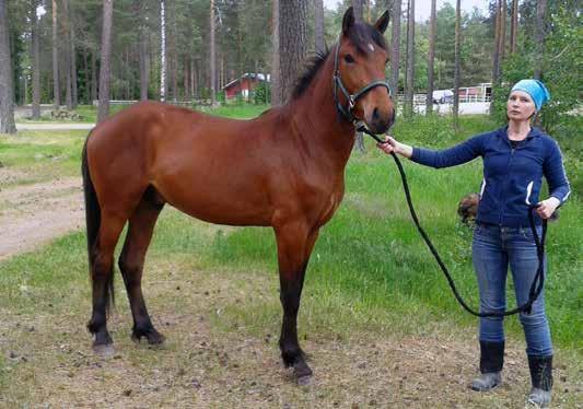 o. Tunnoton syntynyt: 3.6.2014 väri: ruunikko kasvattaja: Sauli Lähdeniemi, Punkalaidun 10 1. emä Tytön Tyllerö 2013 o. Fulperi i. Hissun Vikju 2015 orivarsa i.