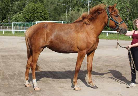 t. Liisii syntynyt: 18.5.2014 väri: punarautias kasvattaja: Kyösti Ahonen & Anne ja Arja Viinikainen 1 Tamma on hyvärakenteinen, isokokoinen, kiltti ja miellyttävä käsitellä.