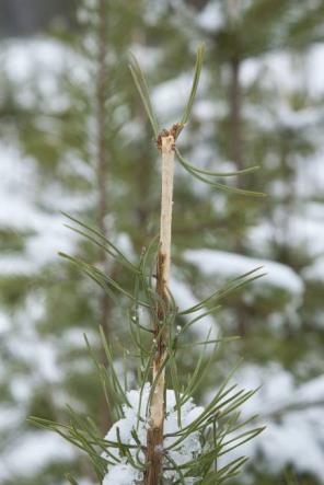 Selkärankaiset