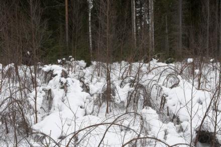 Sienet juurikääpä